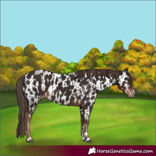 Horse Color:Liver Chestnut  and Liver Chestnut Near Leopard 