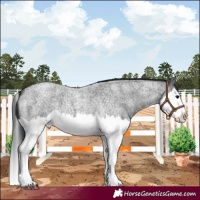 Horse Color:Blue Roan Splash 