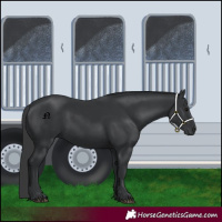 Horse Color:Black Rabicano 