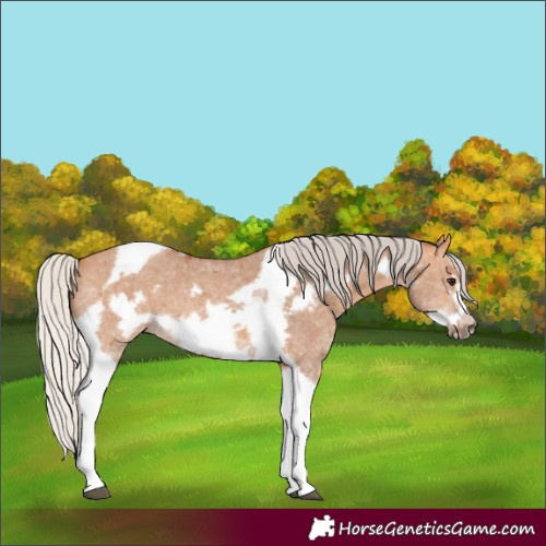 Horse Color:Silver Bay Dun Sabino Tobiano Frame Rabicano 