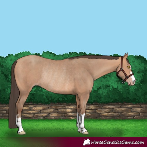 Horse Color:Amber Champagne Rabicano 