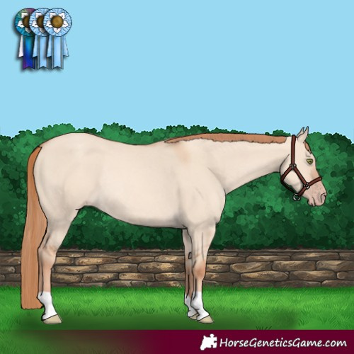 Horse Color:Gold Champagne Dun Rabicano 