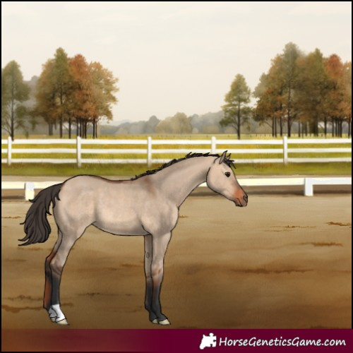 Horse Color:Bay Dun Rabicano 