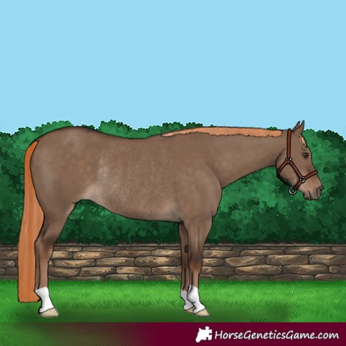 Horse Color:Liver Red Dun Rabicano 