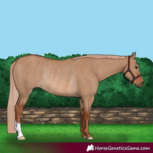 Horse Color:Red Dun Rabicano