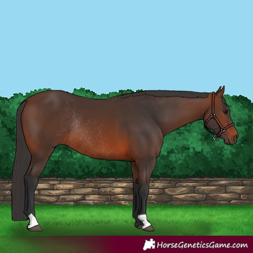 Horse Color:Brown Rabicano 