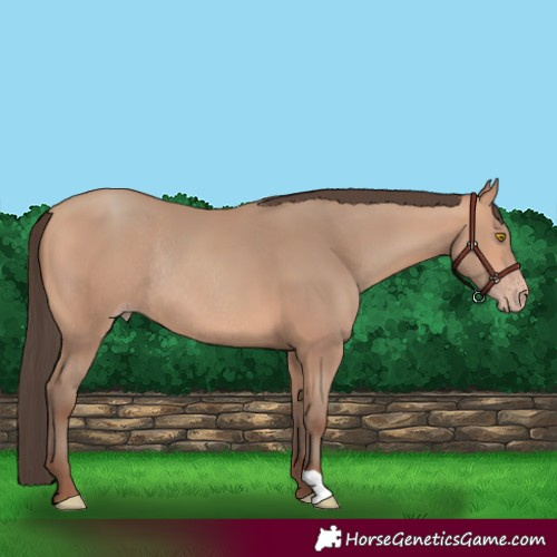Horse Color:Amber Champagne Rabicano 