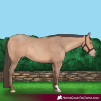 Horse Color:Amber Champagne Rabicano 