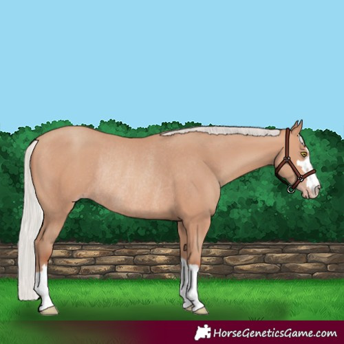 Horse Color:Silver Sable Champagne Rabicano 