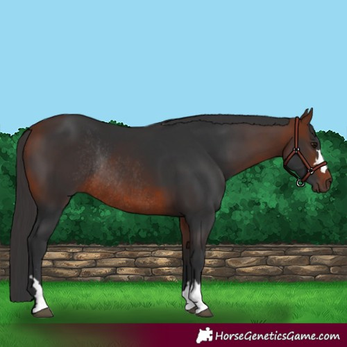 Horse Color:Bay Rabicano 