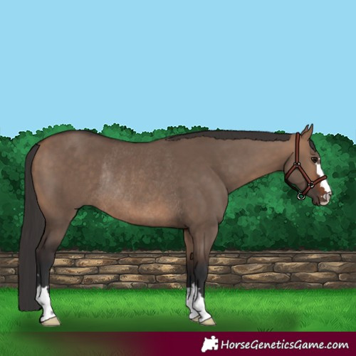 Horse Color:Bay Dun Rabicano 