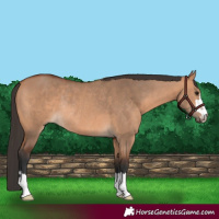 Horse Color:Bay Dun Rabicano 