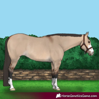Horse Color:Bay Dun Rabicano