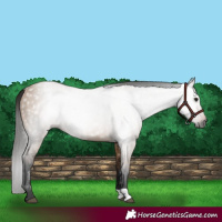 Horse Color:Gray Bay Dun Rabicano