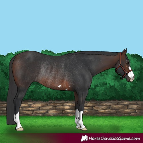 Horse Color:Brown Rabicano 