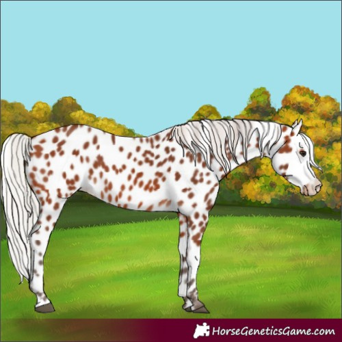 Horse Color:Silver Bay Appaloosa