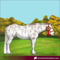 Horse Color:Classic Champagne Sabino Splash Varnish 