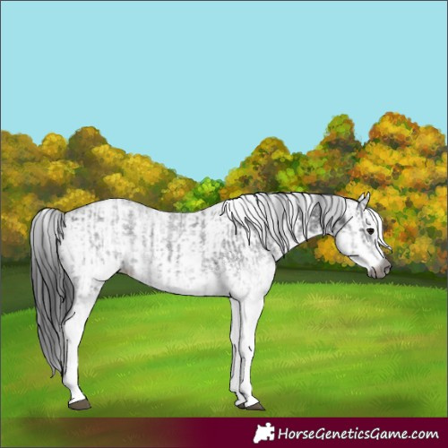 Horse Color:Gray White Spotted Black  and Gray White Spotted Black 