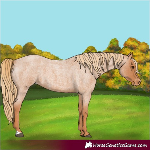 Horse Color:Unknown 