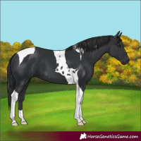 Horse Color:Black Tobiano 