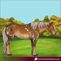 Horse Color:White Spotted Chocolate Palomino