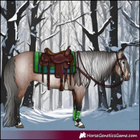 Horse Color:Gray Bay 