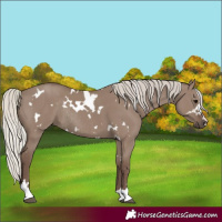 Horse Color:White Spotted Silver Grullo Rabicano 