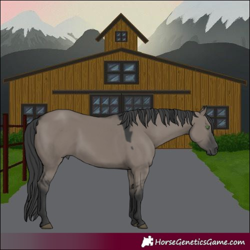 Horse Color:Grullo 