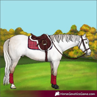 Horse Color:Gray Silver Classic Champagne Roan Dun 