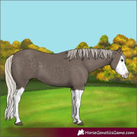 Horse Color:Silver Black Splash 