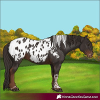 Horse Color:Liver Chestnut Tobiano Appaloosa 