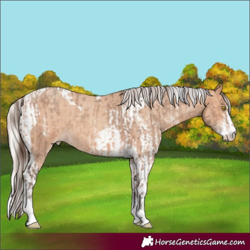 Horse Color:Amber Champagne Sabino Tobiano Varnish  and Silver Amber Champagne Sabino Tobiano Varnish 