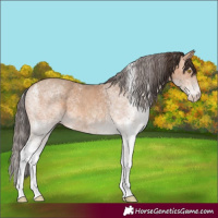 Horse Color:White Spotted Amber Champagne 
