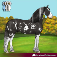 Horse Color:White Spotted Liver Chestnut Splash 