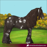 Horse Color:White Spotted Liver Chestnut 
