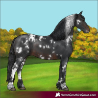 Horse Color:White Spotted Brown