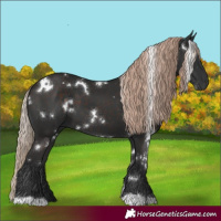 Horse Color:White Spotted Liver Chestnut