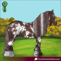 Horse Color:White Spotted Chocolate Brown