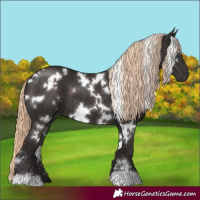 Horse Color:White Spotted Liver Chestnut