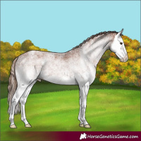 Horse Color:White Spotted Chestnut Splash 