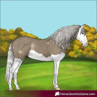 Horse Color:Silver Smoky Black Splash 