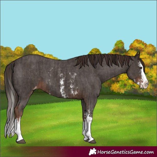 Horse Color:Liver Chestnut Sabino Splash Appaloosa  and Liver Chestnut Sabino Splash Appaloosa 