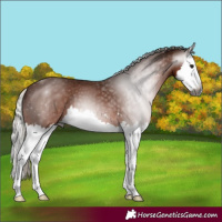 Horse Color:Gray Silver Bay Splash 