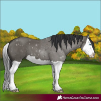 Horse Color:Grullo Splash