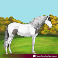 Horse Color:White Spotted Smoky Grullo Splash Tobiano Rabicano 