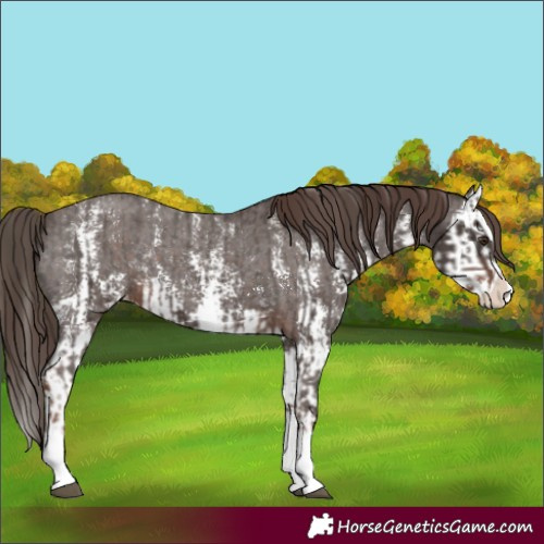 Horse Color:Liver Chestnut Sabino Splash Appaloosa  and Liver Chestnut Sabino Splash Appaloosa 