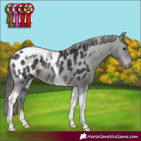 Horse Color:Black Sabino Tobiano Appaloosa Rabicano 