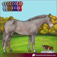 Horse Color:Liver Chestnut Sabino Appaloosa Rabicano 