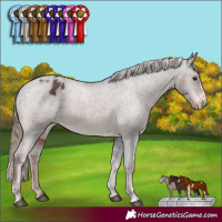 Horse Color:Liver Chestnut Sabino Appaloosa Rabicano