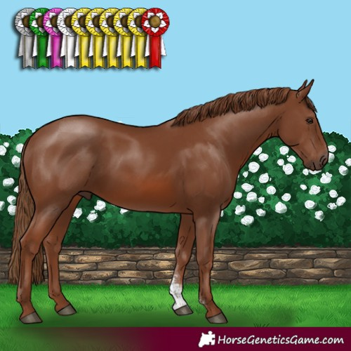 Horse Color:Chestnut Sabino Rabicano 
